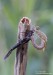 Šídlatka velká (Vážky), Chalcolestes viridis, Zygoptera, Odonata (Odonata)